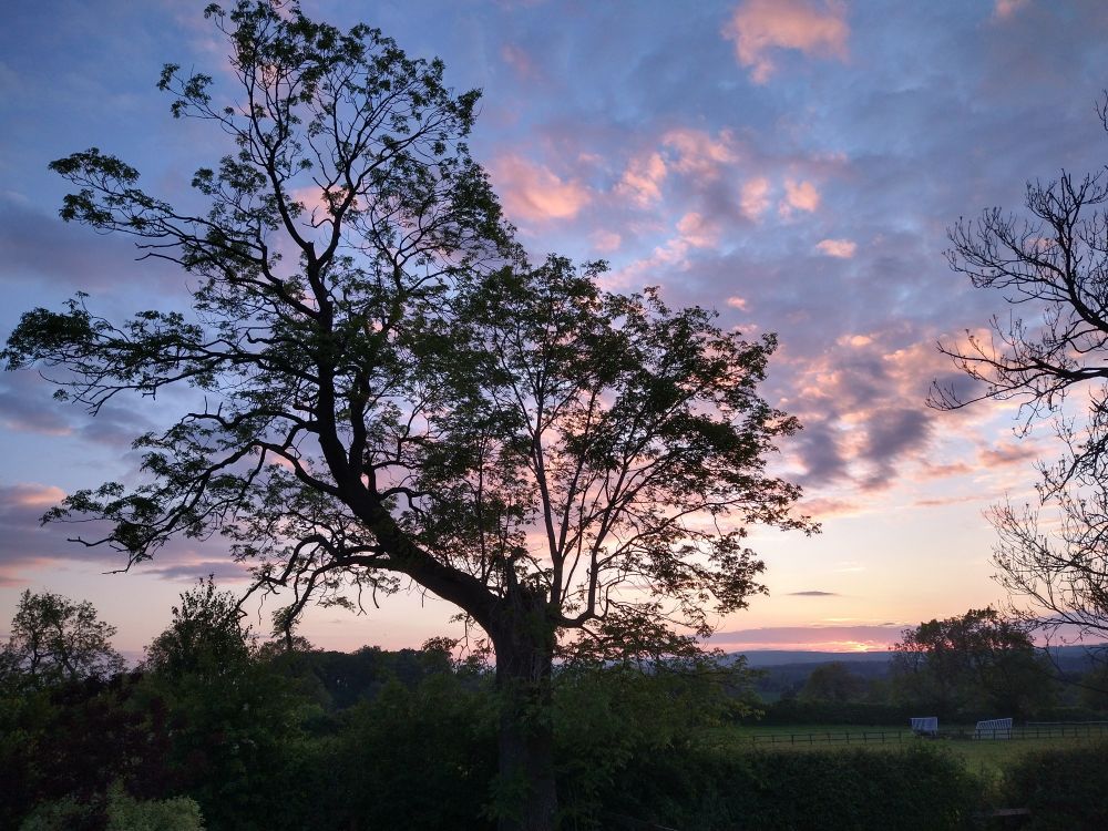 Post-sunset rural scene looking across fields. A tree stands in silhouette in the foreground, with small pink and grey clouds in a blue sky