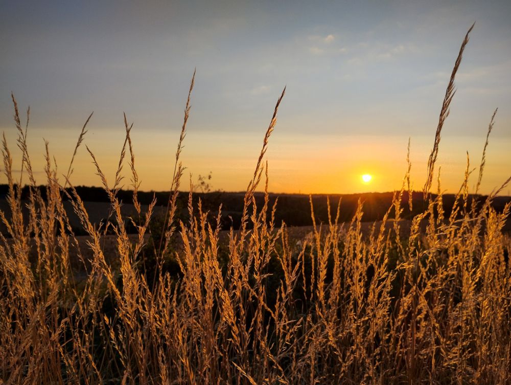 Tall grass in the foreground backlit by the golden light of the nearly setting sun in the background. Blue sky, turning to a warm orange near the horizon
