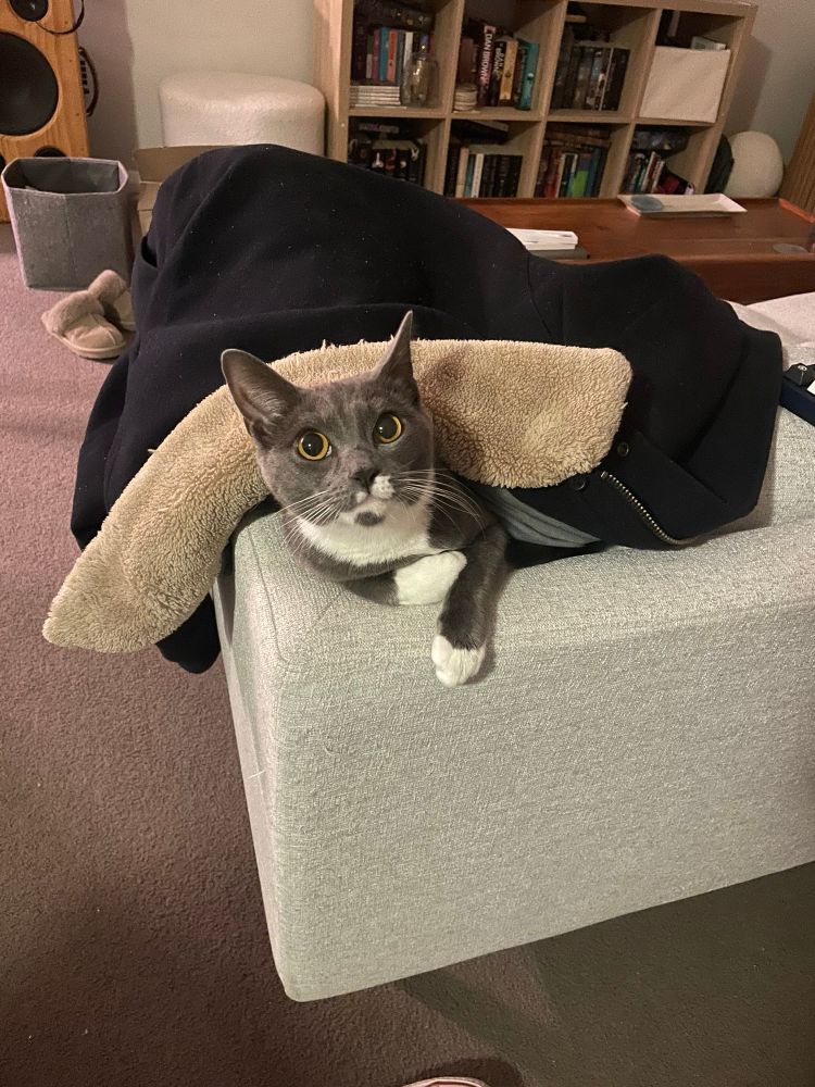 Bonnie the cat, in her favourite hole in the couch, snuggling under my jacket