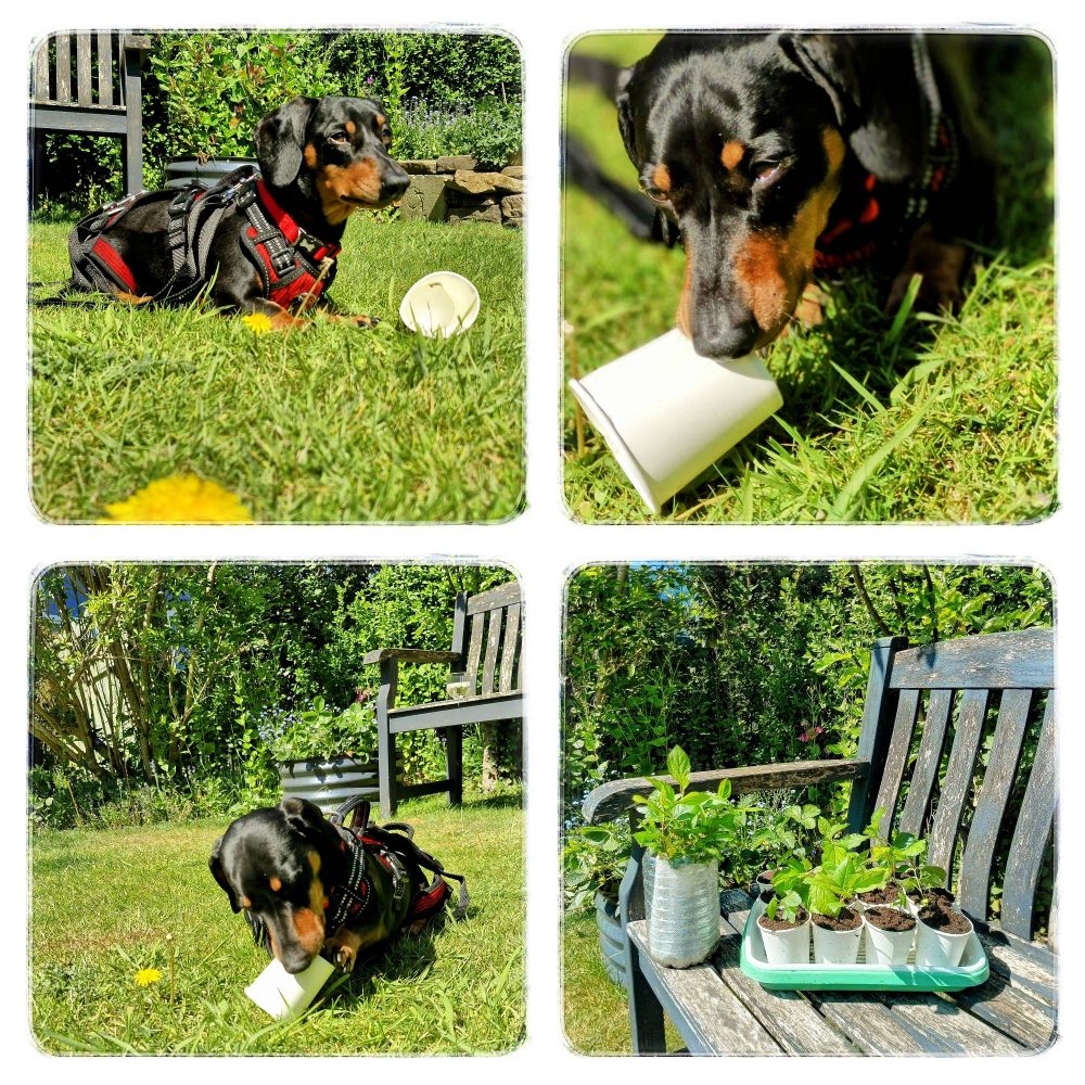 A montage of a small sausage dog in a garden playing with a paper cup, & the cups put to purpose as seed planters.