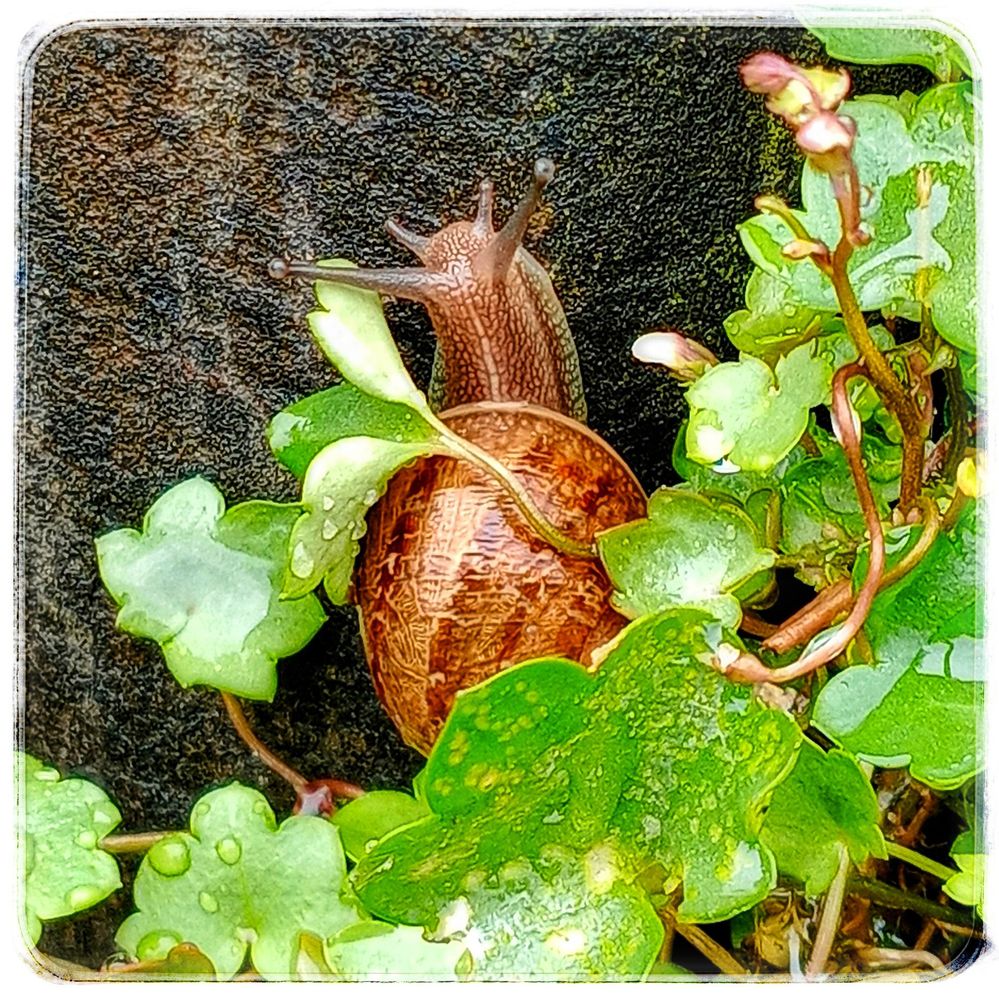 A beauty of a big old garden snail calmly gliding up an old stone wall from a patch of rain spangled speedwell.