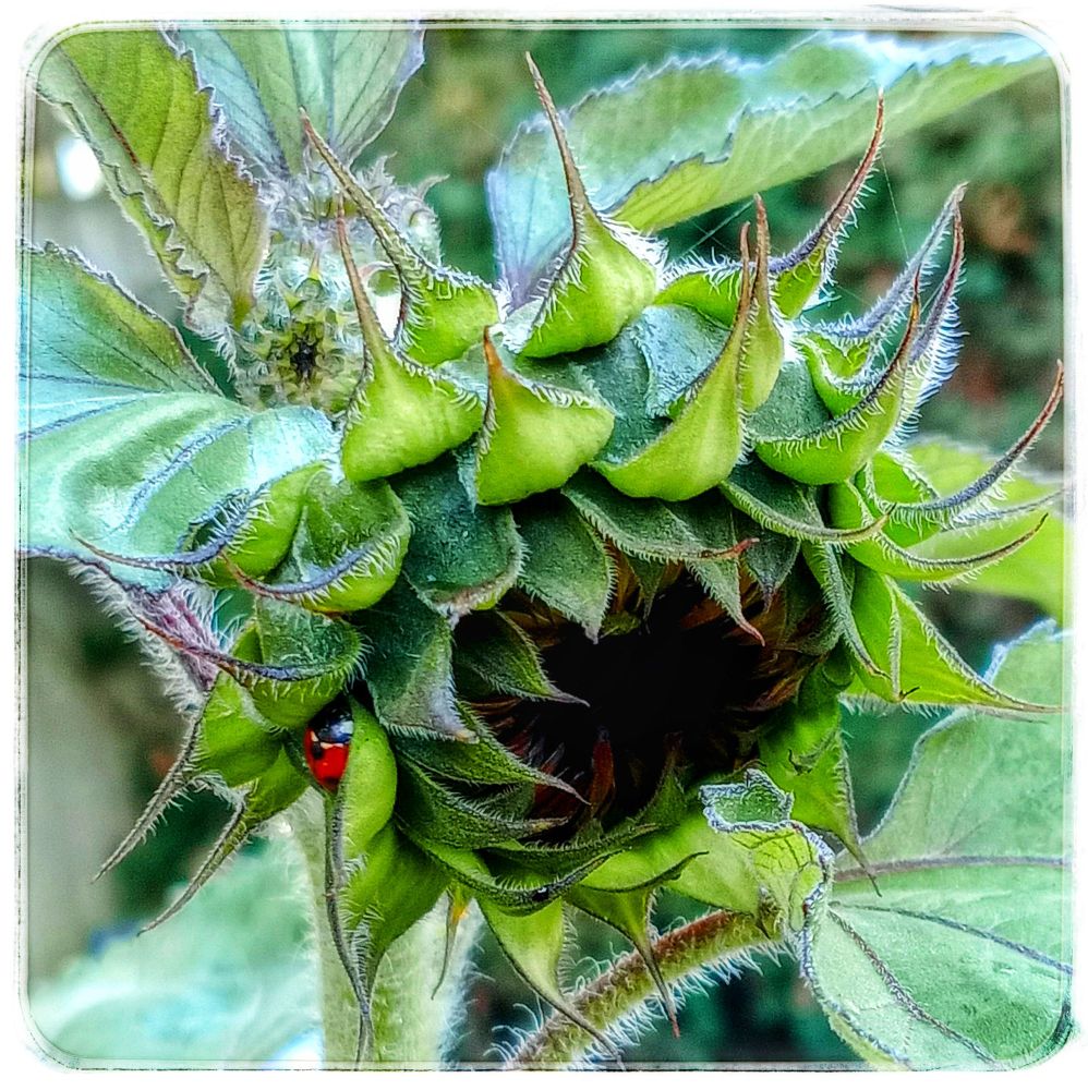 A sunflower that is all brown heart & green layers, with a ladybird neatly sat to the side.