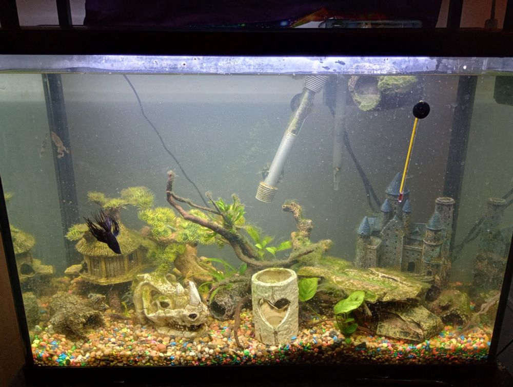 An aquarium with a driftwood centerpiece, mostly natural toned decor, and a dull blue castle in the right corner with a mix of neutral toned river pebble gravel substrate sprinkled with neon colored gravel is shown. A black Betta fish with choppy looking fins swims across the front of the picture and the dwarf frogs and other fish blend in hiding amongst the decor. The glass is clear of algae and the water clear except for bubbles from the waterfall filter. 