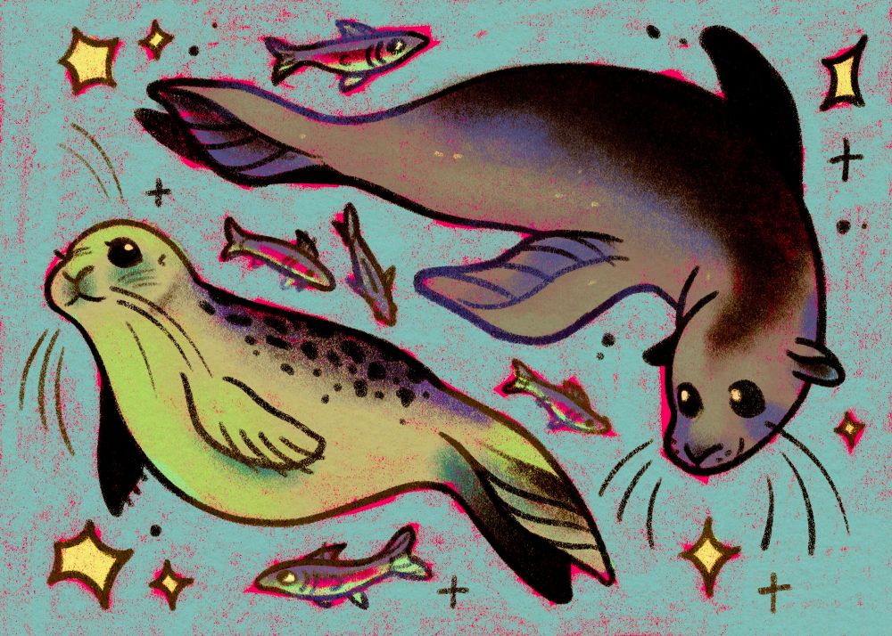 A drawing of a seal and a sea lion with some tiny fish on a sketchy blue background. 