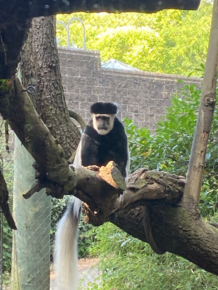 Black and white Colobus sitting in a tree with tail hanging down