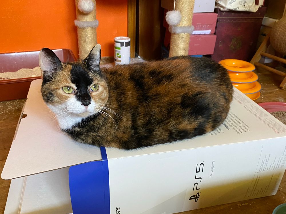 Calico cat sitting on a box for a PS5