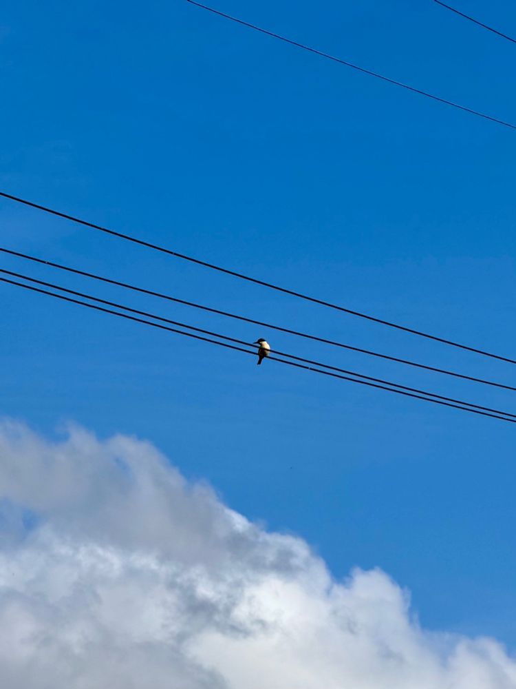 Kōtare (Sacred Kingfisher), on the power line, Aotearoa/New Zealand.