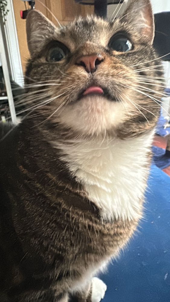 A very smug brown tabby with her tongue out because she does indeed like salt and vinegar crisps whether they are for kitties or not 