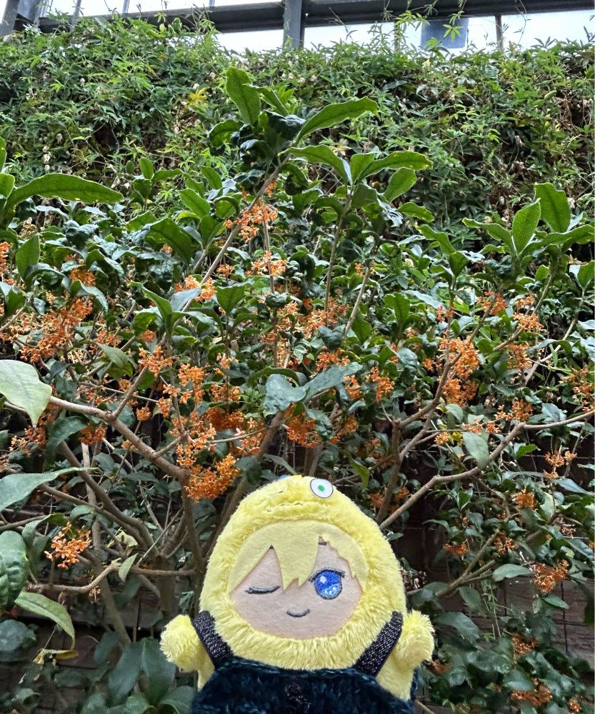 キンモクセイが咲いてて嬉しい　モンナギを添えて