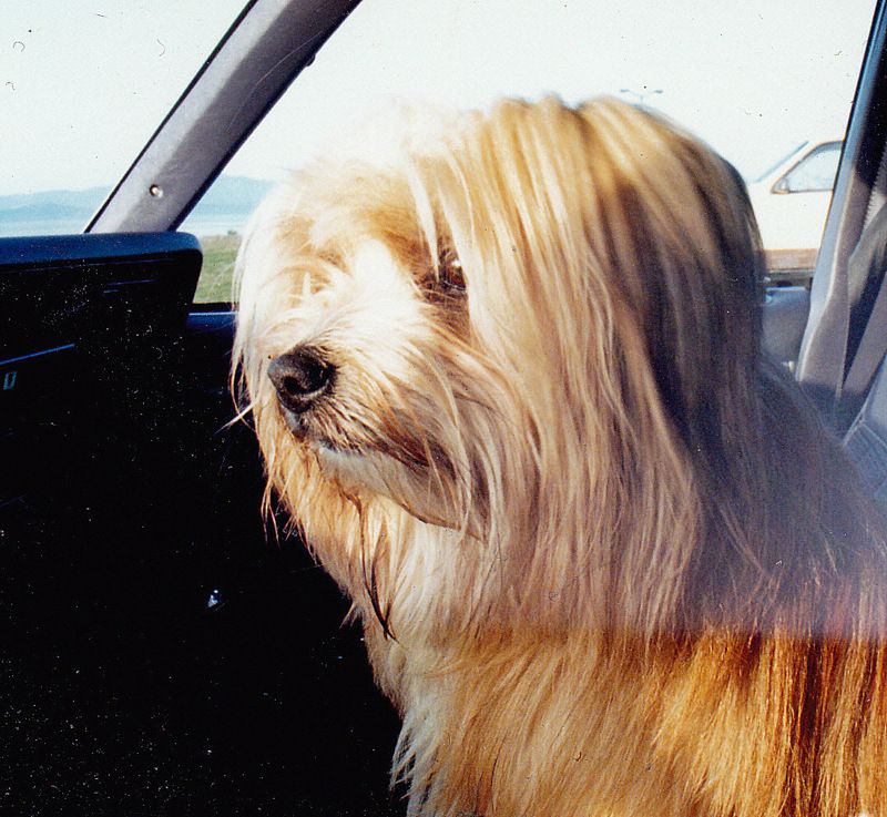 Dog sitting in a car waiting patiently.