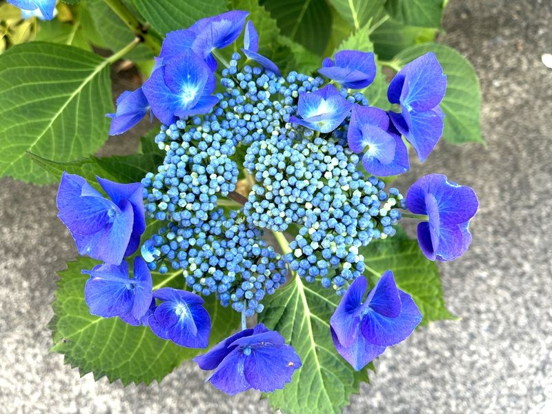 Bright blue hydrangea flowers encircling tight tiny florets in the middle with green leaves below, above grey pavement. 