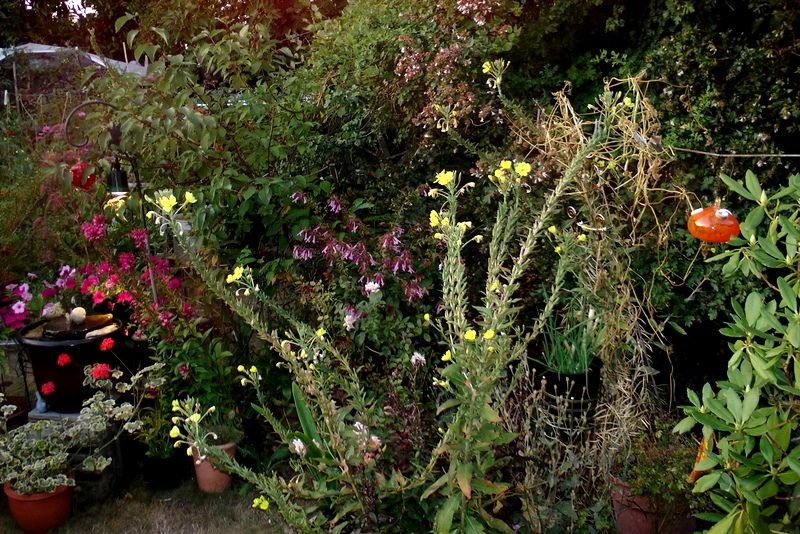 Long stalks of evening primrose hold yellow flowers that bloom at night. An orange glass globe feeder hangs on a clothesline, right. Left has red flowers in bloom and pink center back, probably salvias. Green foliage background
