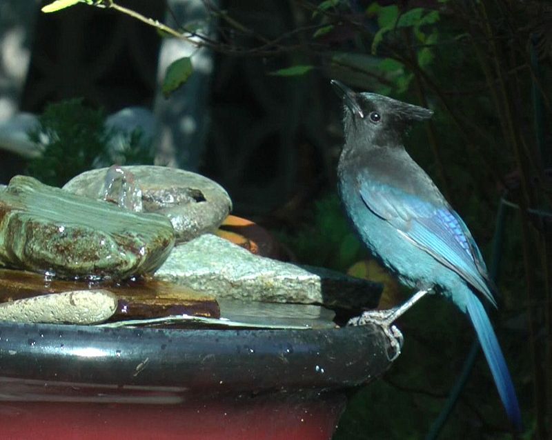 Steller's jay tilts head back while having a drink. Sitting on the black edge of a fountain bowl full of shiny wet rocks.