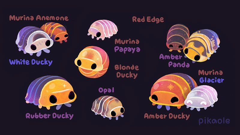 Cubaris Isopods in various colors and patterns are featured on a dark background, with the name written on the side.