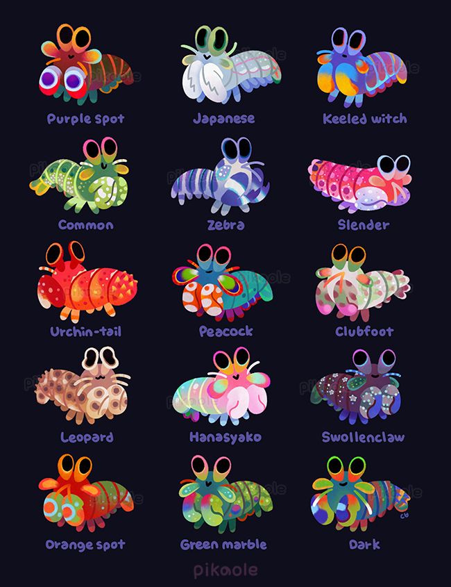 Fifteen mantis shrimps in various colors and patterns.
Their names are written below. They have bright, large eyes. Some are smiling gently. They are drawn in a cartoonish style, based on real species.