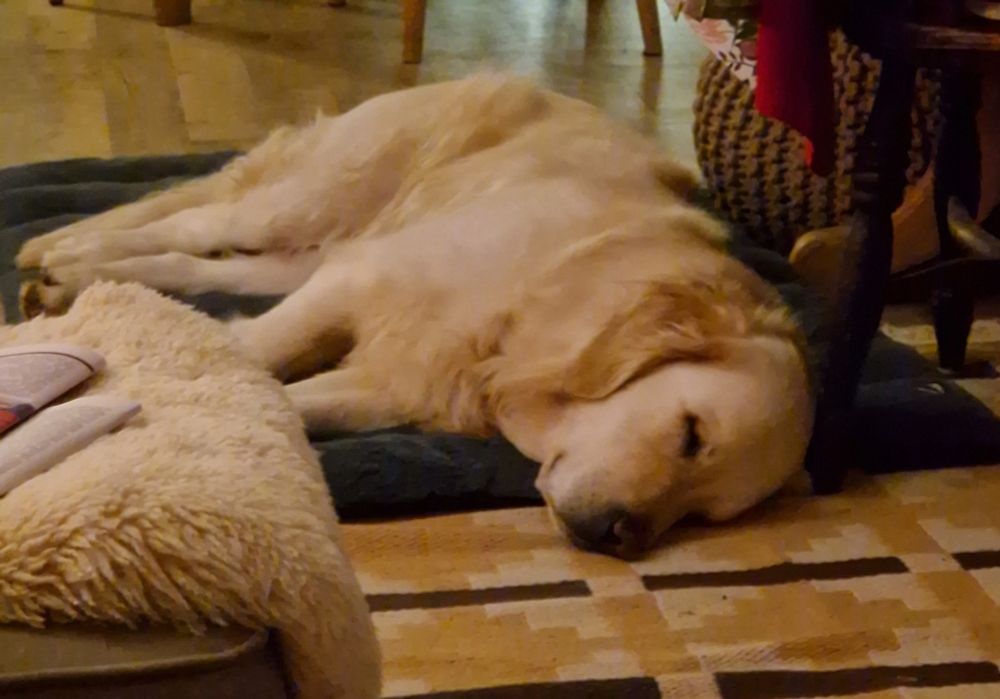 Sleeping golden retriever