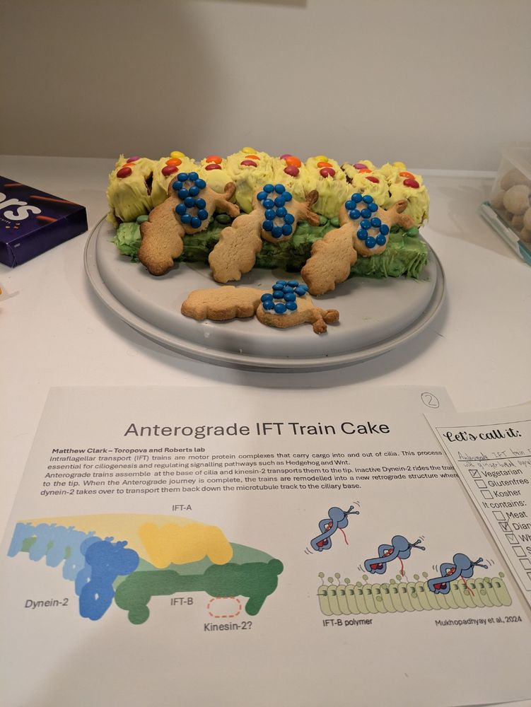 A close up photo of the cake on a table, showing the periodic repeating structure of IFT-A and IFT-B. Gingerbread cookies cut in the shape of dynein-2 ride on top.