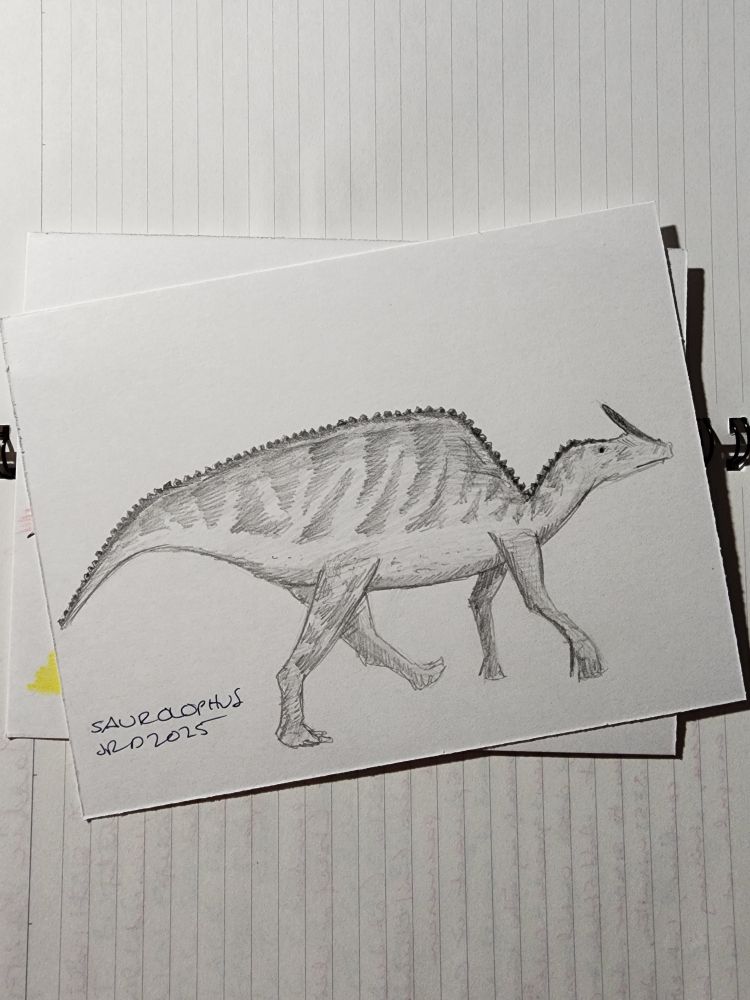 A pencil sketch by Robert Deans of the Sauropholus, a late Cretaceous era dinosaur.