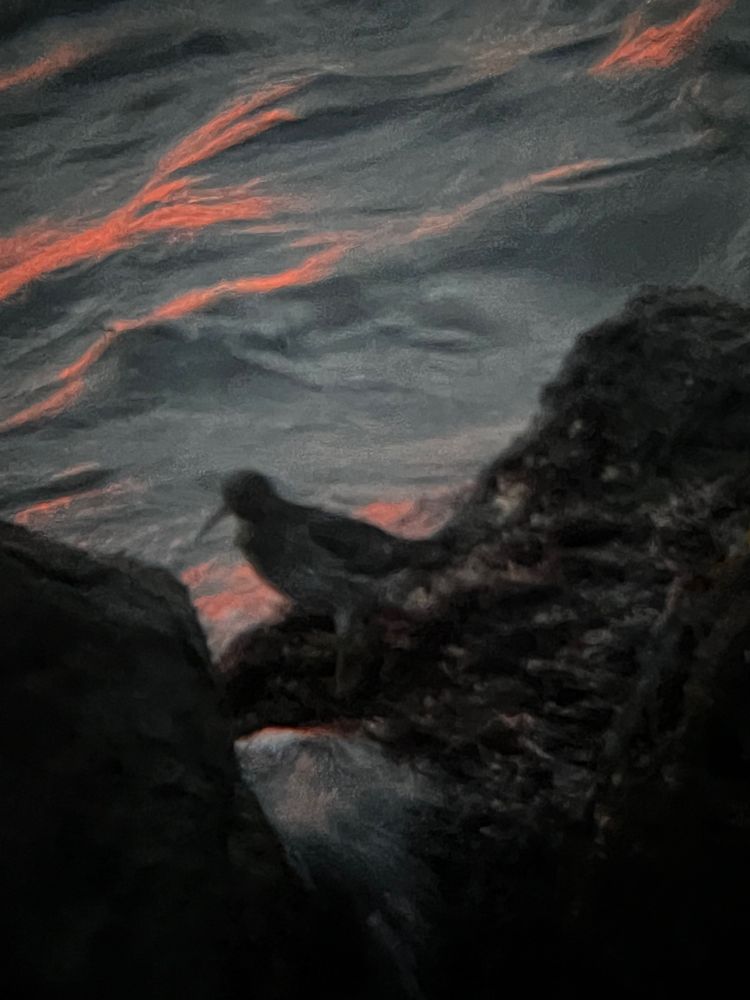 A blurry, very dark photograph of a purple sandpiper taken with a cell phone through binoculars. It’s standing on what I’m informing you are seaweed-covered rocks, silhouetted against waves lit orange with the last rays of light. Its paler, mottled belly and drooping bill shape are somewhat visible.