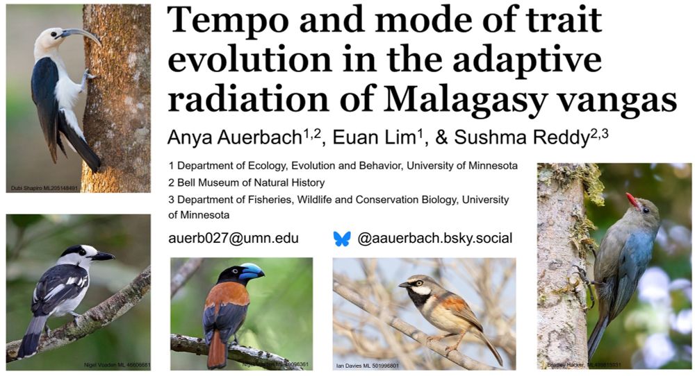An image of the first slide from my talk. Its titled “Tempo and mode of trait evolution in the adaptive radiation of Malagasy vangas”. The authors are myself, Euan Lim, and Sushma Reddy, all affiliated with the University of Minnesota. My email is auerb027@umn.edu. Around the text are five photographs of vangas, birds which look extremely different from one another.