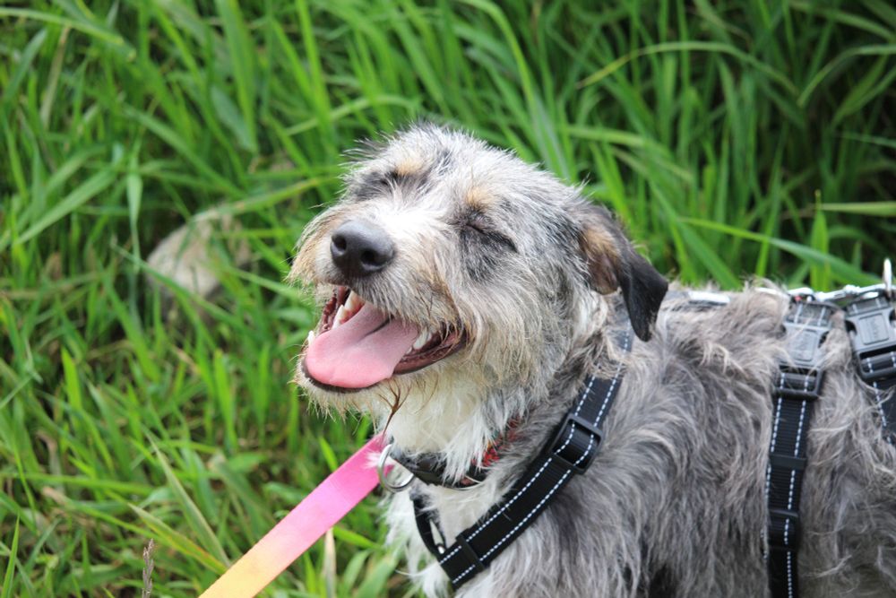 Grey and white lurcher cross in long grass getting a treat. Rainbow lead attached to a harness. Eyes closed, posing. 