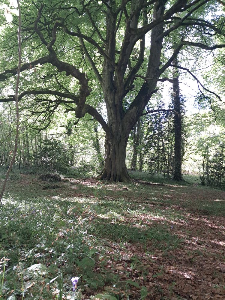 What I believe is an oak surrounded by younger, smaller trees. Leaves and moss on the ground with a canopy of leaves above. 