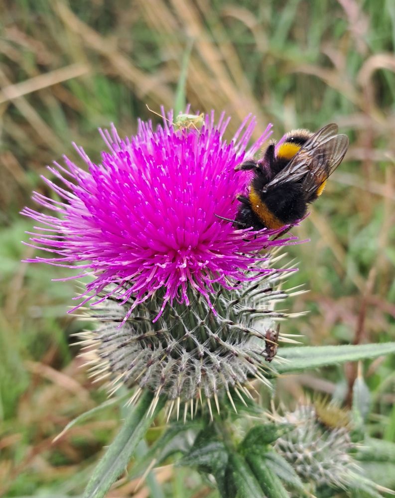 A bee and a capsid sharing a thistle. The picture is a pink flower pollinating on top of a green thistle with grass in the background. The bee is black and yellow, the capsid is green. 