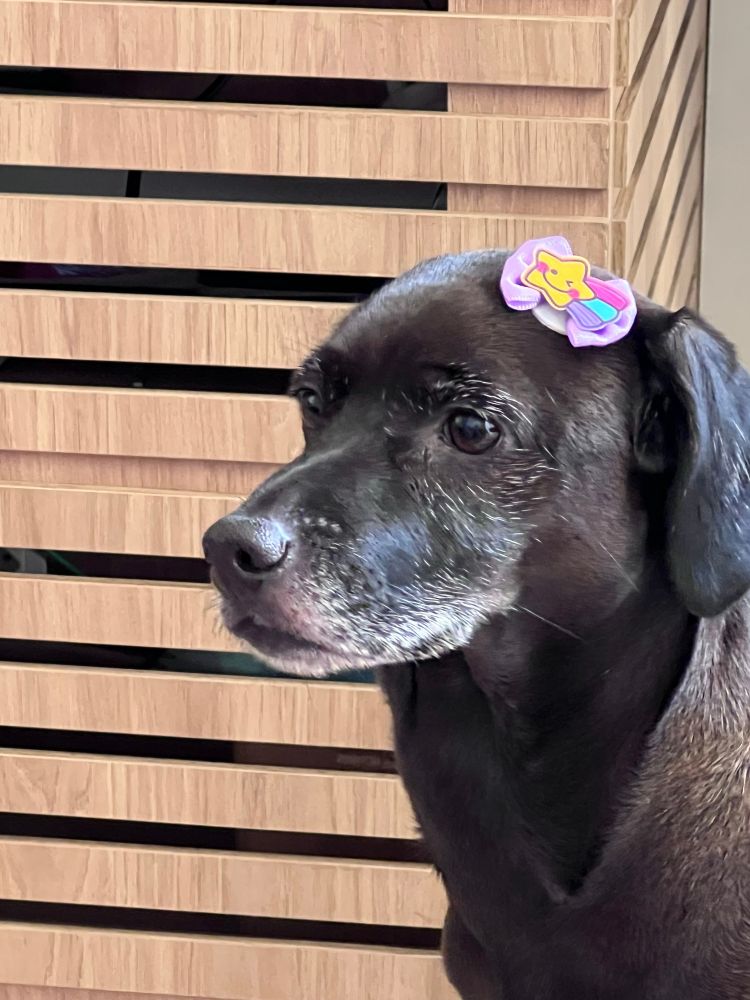 Cachorra de pelo preto e liso, com partes brancas na boca, com lacinho roxo com estrela amarela na testa. A foto mostra a cabeça e parte do corpo dela. Ela em diagonal olhando para frente. 

Atrás dela tem um móvel de madeira com vãos horizontais. 