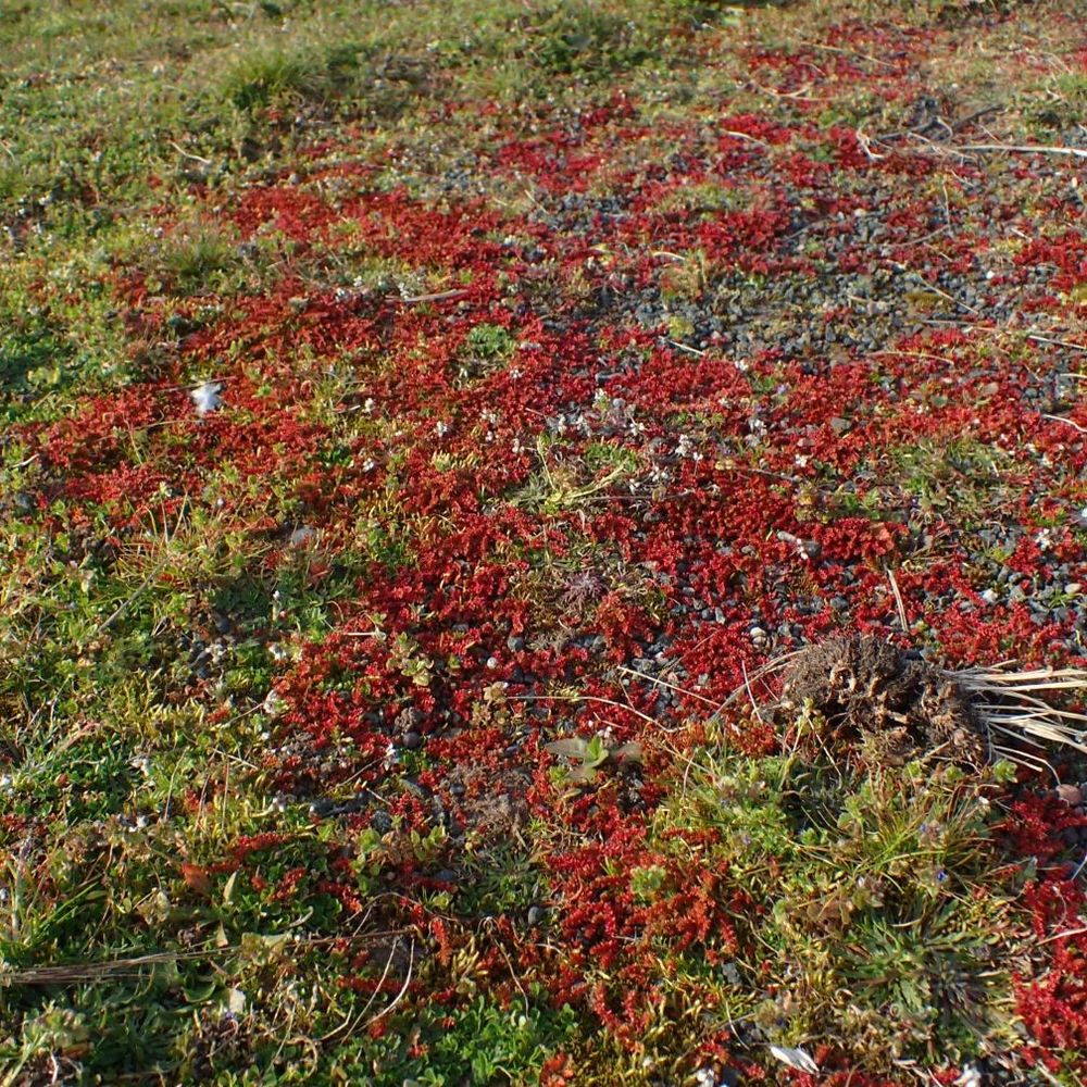 Mossy Stonecrop Crassula tillaea