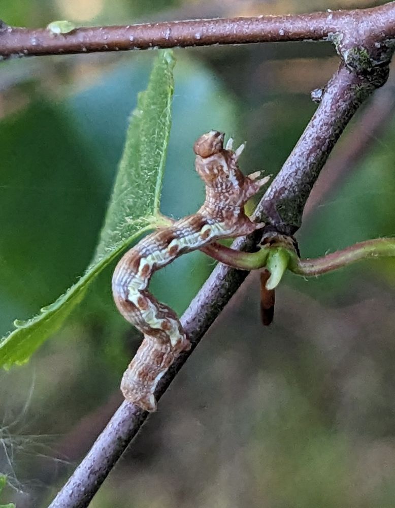 Mottled Umber - Kevin Rylands