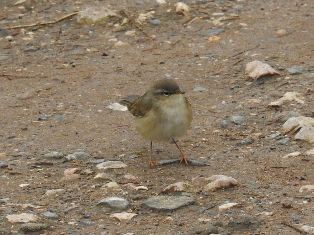 Dusky Warbler 5th December 2024 - Alan Keatley