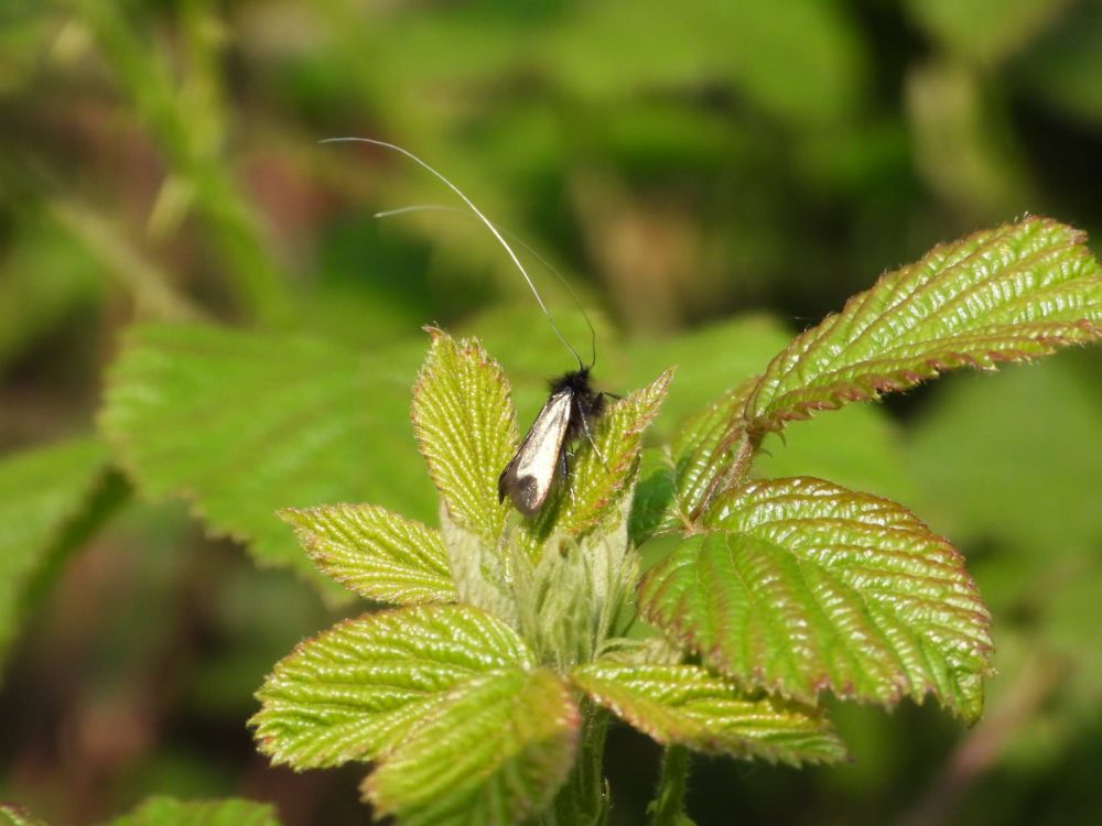 Green Longhorn - Lee Collins