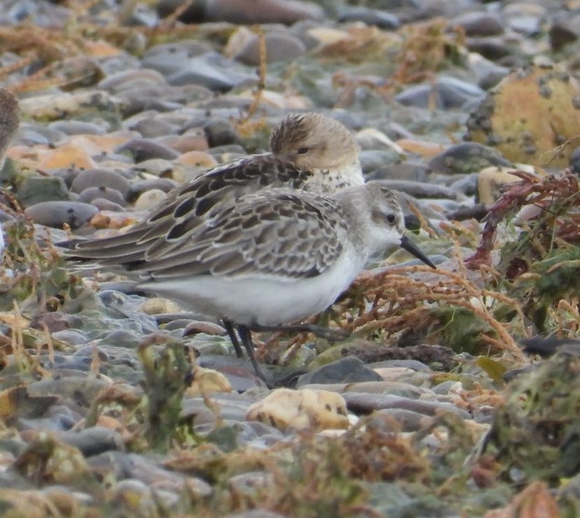 Semipalmated Sandpiper (& Dunlin) 2nd October - Dean Hall