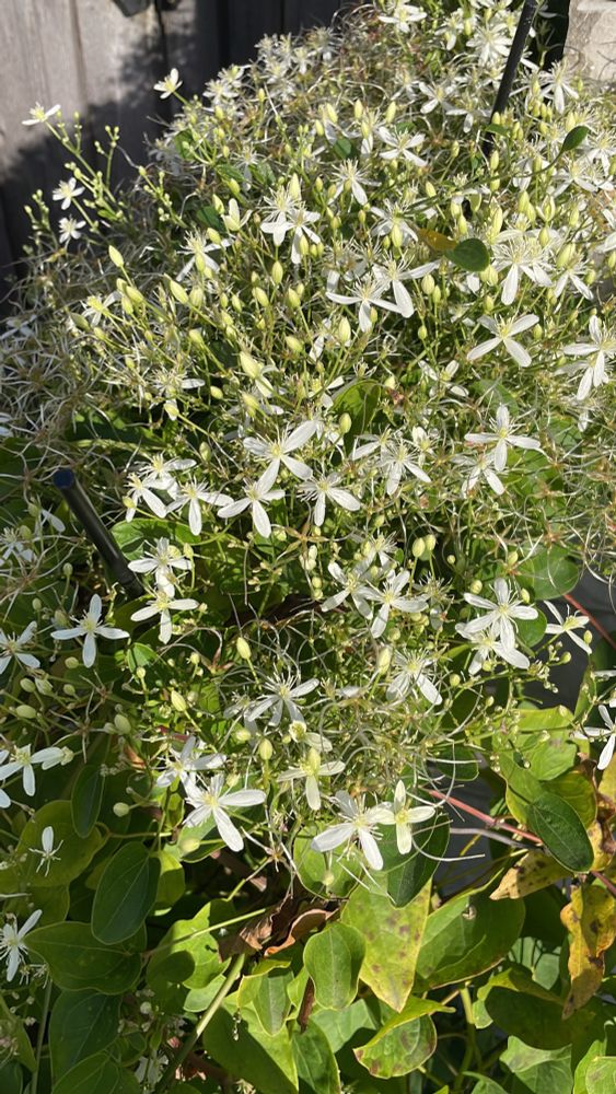 Autumn Clematis 