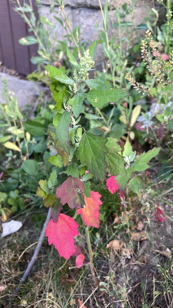 Lambsquarters 
