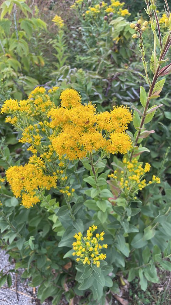 Stiff-leaved Goldenrod