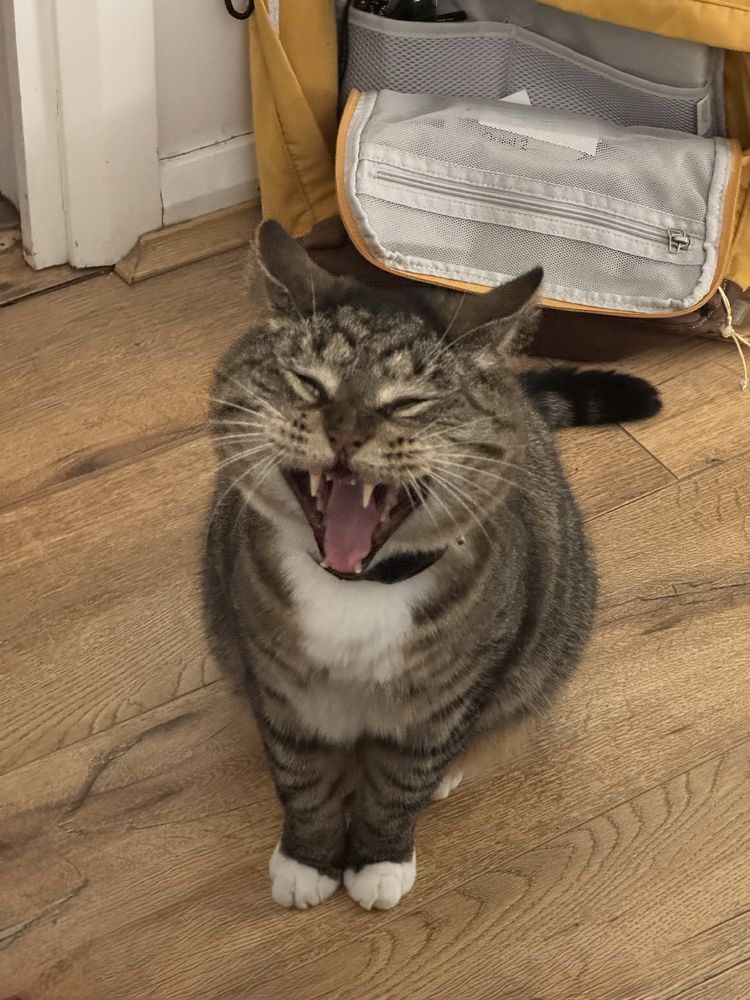 An adult male tabby cat with white paws and chest hair, sitting on brown vinyl floorboards caught mid yawn, with his ears pointed all the way back, his eyes distorted harshly and his mouth wide open, resulting in an extremely silly appearance