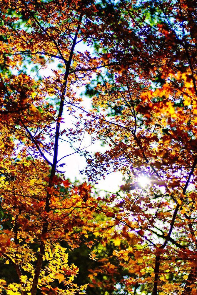 A vibrant display of autumn leaves in various shades of orange and yellow, framed by thin tree branches against a bright, sunlit sky.