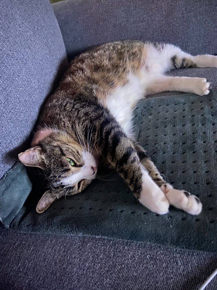 Cat loves heating store pad