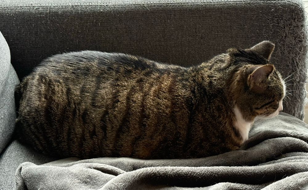 Kit loafed up