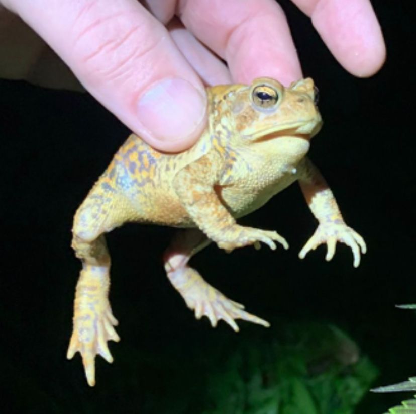A frog that looks upset and surprised about being picked up