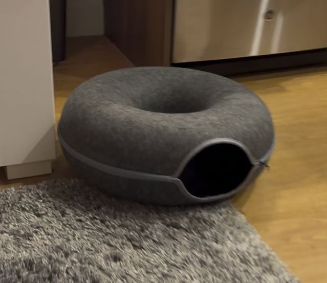 A cat donut on my floor