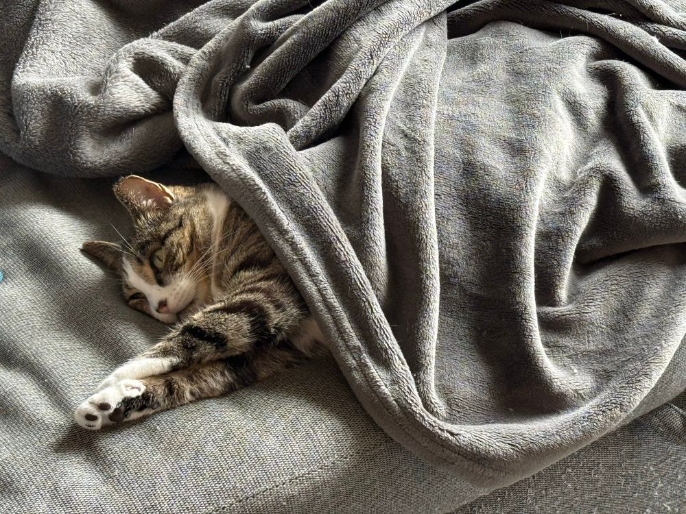 Kit tucked in under the covers
