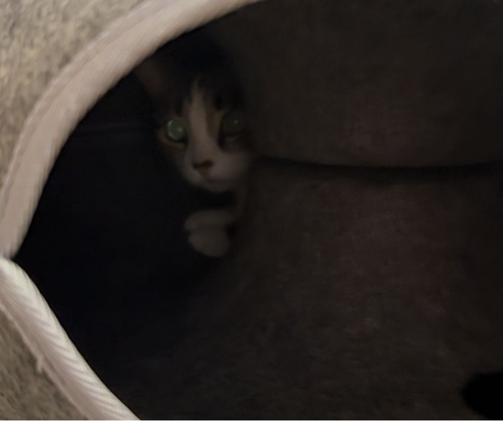 Kit inside the donut, looking at me