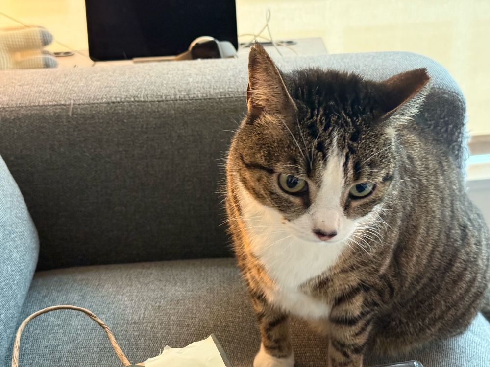 Kit sitting on the couch 