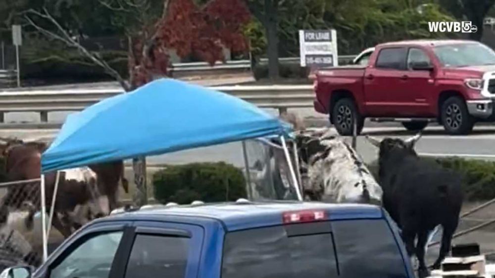 Video shows eight bulls on the loose after escaping rodeo at Mass. mall