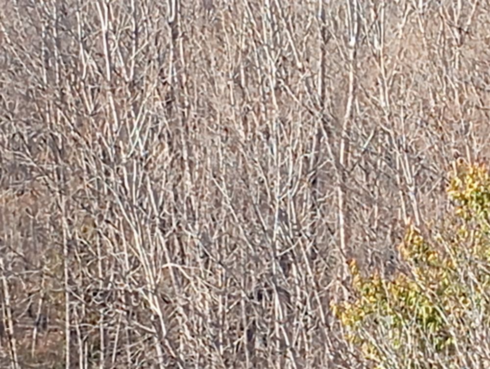 Unos árboles sin hojas a excepción de algunas amarillas en el extremo inferior derecho