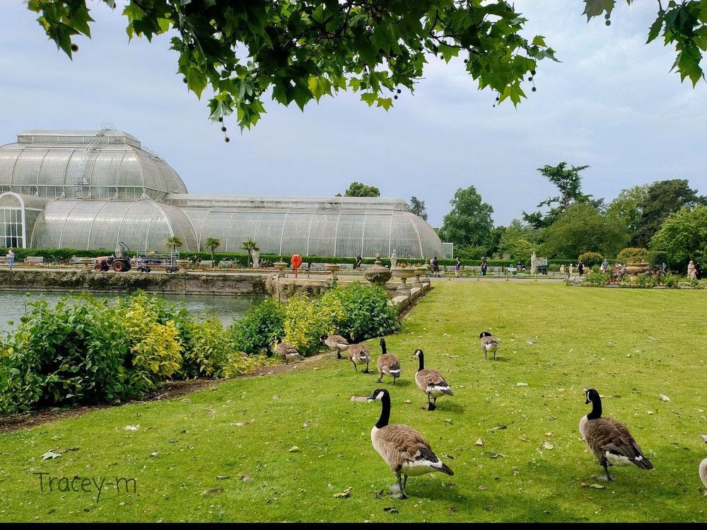 A group of Canadian geese roam a lush green garden with a large glass conservatory, the Palm House, in the background, under a cloudy sky.