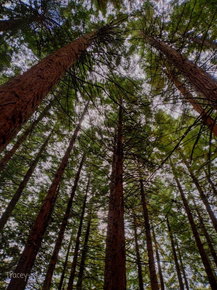 Looking up through tall trees, showing a canopy of green leaves against a bright sky, with a sense of tranquility and nature's height.
