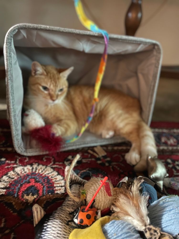 Lovely Leo kitty, sits in an upturned box, surveying his lawn of kitty toys..can be a cat have too many cat toys?  Leo says no- sweet memories-:)
